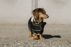 Je taime EQUITHÈME Hundedecke