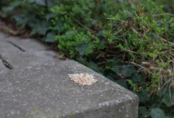 KERBL Fernhaltegranulat gegen Hunde und Katzen