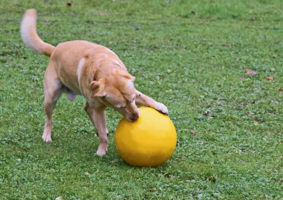 KERBL Hundespielball, Ø: 30 cm