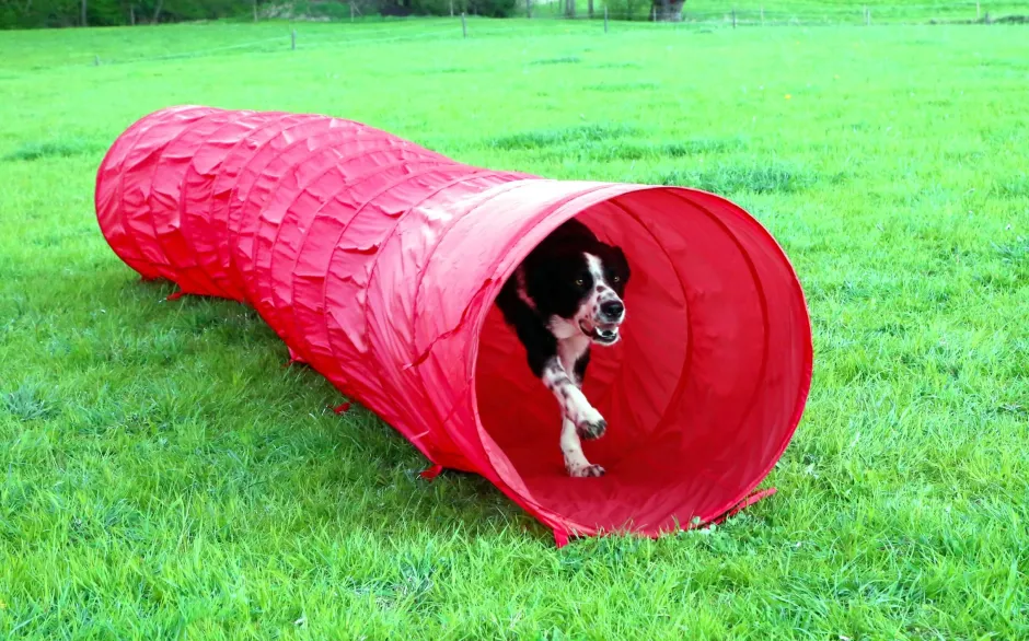 KERBL Hundetunnel Agility