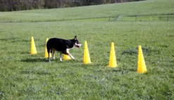 KERBL Pylonen-Hürden Set Agility