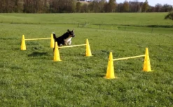 KERBL Pylonen-Hürden Set Agility