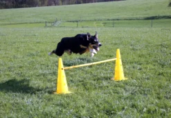 KERBL Pylonen-Hürden Set Agility