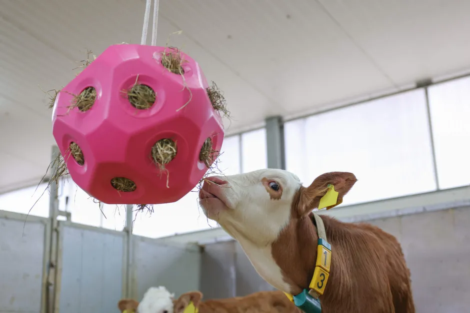 KERBL Futterspielball