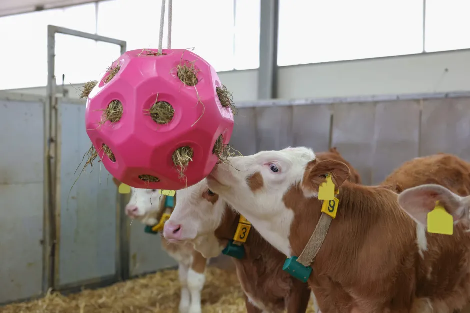 KERBL Futterspielball