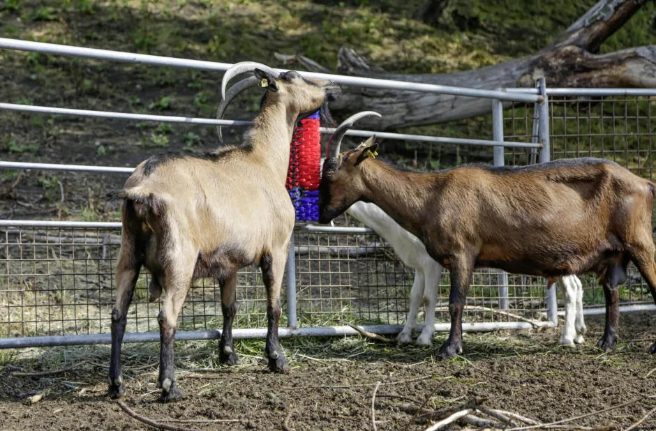 KERBL Halbrunde Kratzbürste