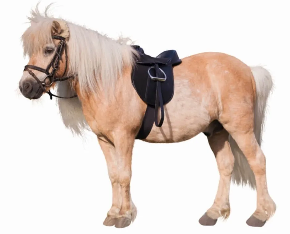 KERBL Sattelset Pony Economy, Grösse 15 Zoll, Weite 34,5 cm, Sattelgurt 110 cm