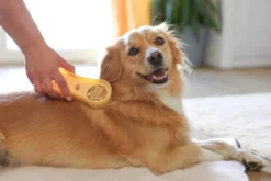 MagicBrush Dog