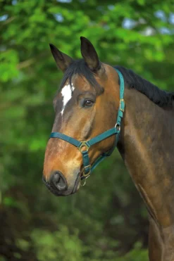 NORTON Doppelt gelegtes Nylonhalfter mit Schnallen