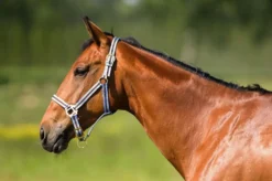 NORTON Doppelt gelegtes Nylonhalfter mit Schnallen