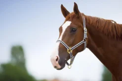 NORTON Doppelt gelegtes Nylonhalfter mit Schnallen