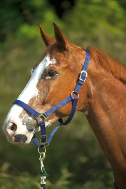 NORTON Doppelt gelegtes Nylonhalfter mit Schnallen