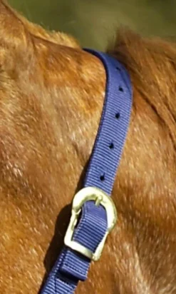 NORTON Doppelt gelegtes Nylonhalfter mit Schnallen