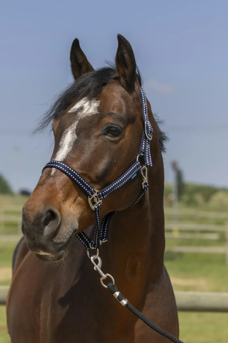 NORTON Grooming Halfter