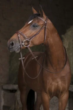 NORTON PRO Zügel „Hunter“ 16 mm