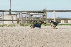 RIDING WORLD - Eco 600D - Hundedecke