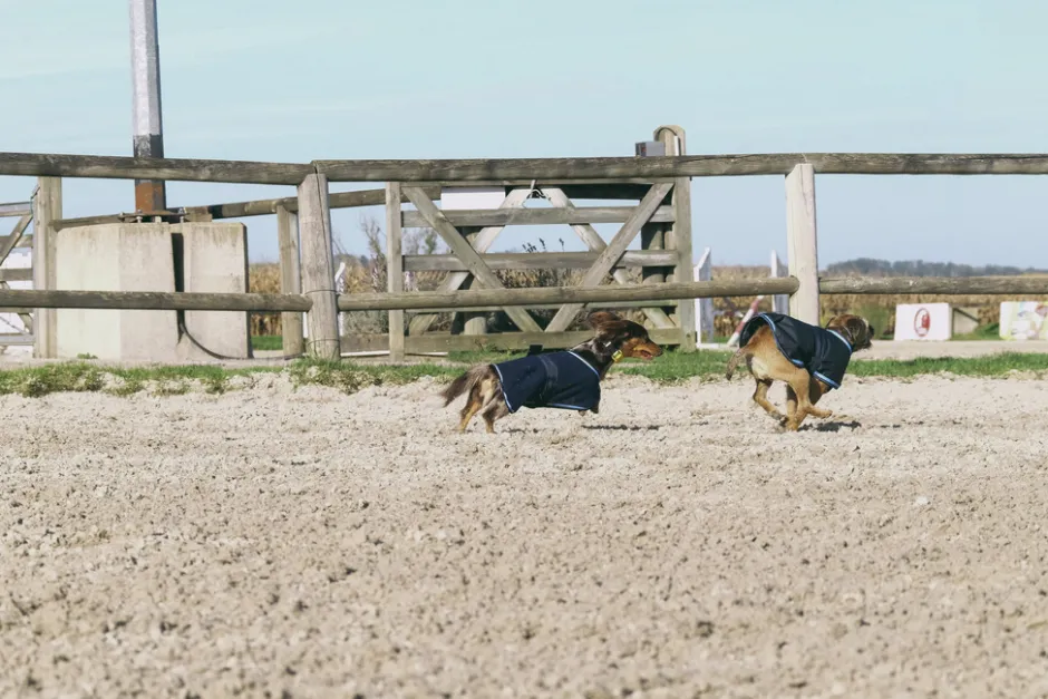 RIDING WORLD - Eco 600D - Hundedecke
