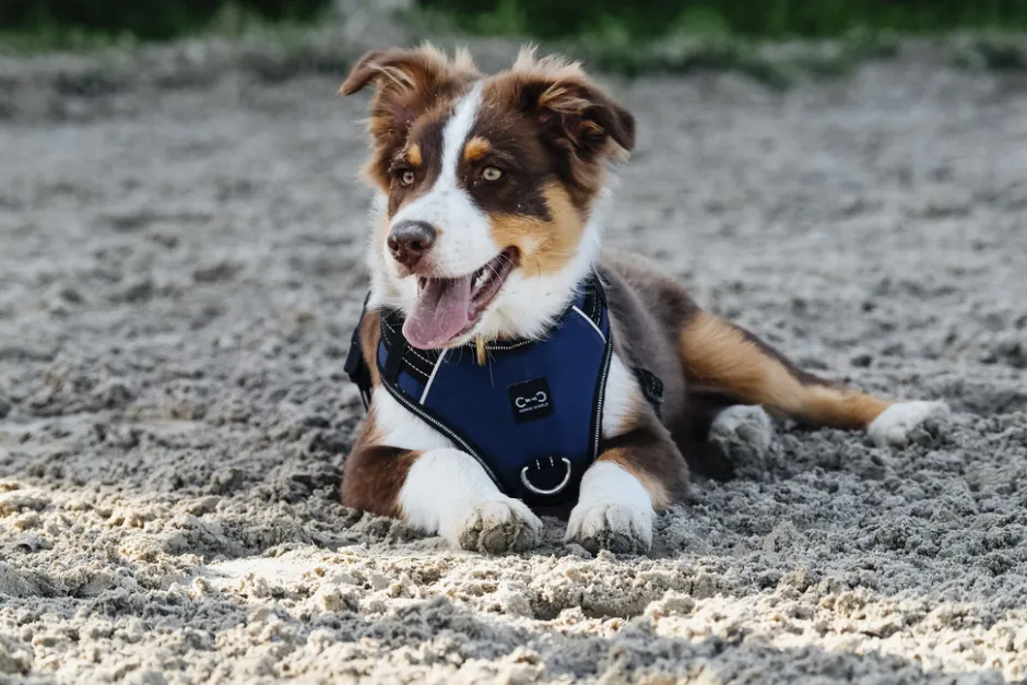 RIDING WORLD - Simba - Hundegeschirr