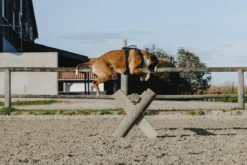 RIDING WORLD - Simba - Hundegeschirr