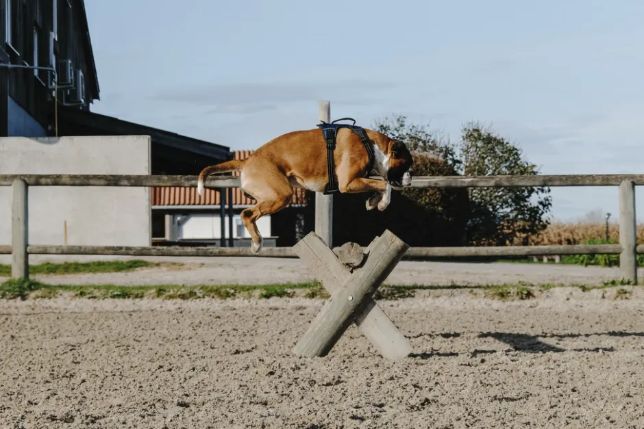 RIDING WORLD - Simba - Hundegeschirr