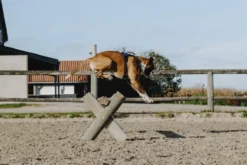 RIDING WORLD - Simba - Hundegeschirr
