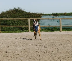 RIDING WORLD - Simba - Hundegeschirr