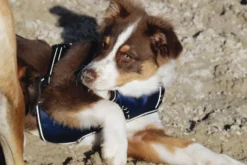 RIDING WORLD - Simba - Hundegeschirr