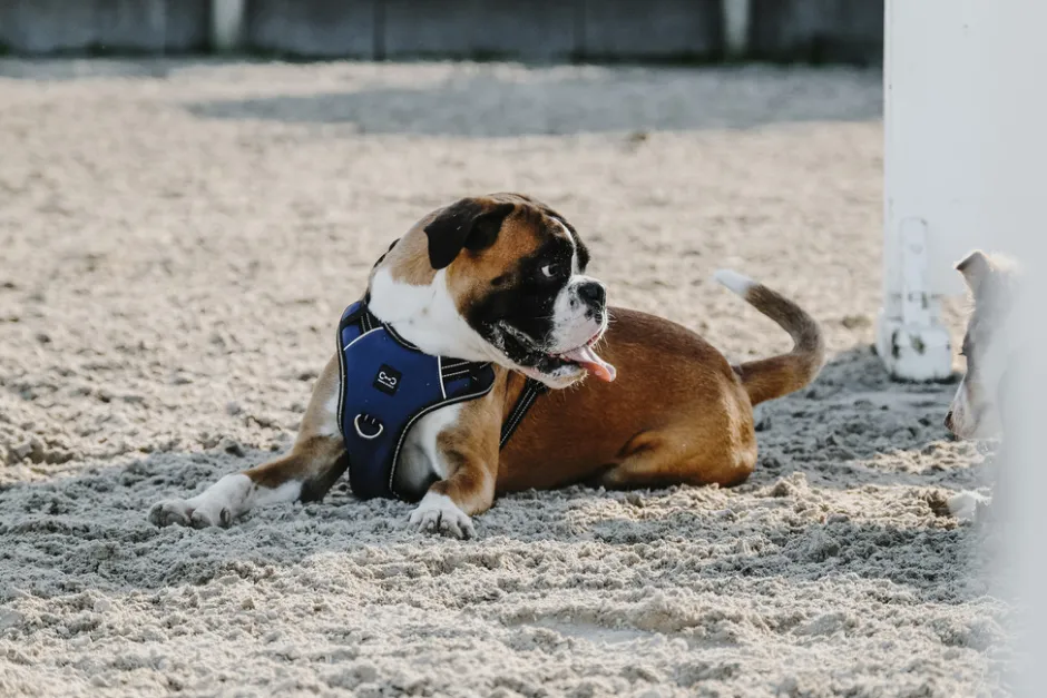 RIDING WORLD - Simba - Hundegeschirr