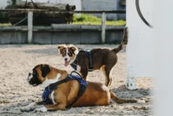 RIDING WORLD - Simba - Hundegeschirr