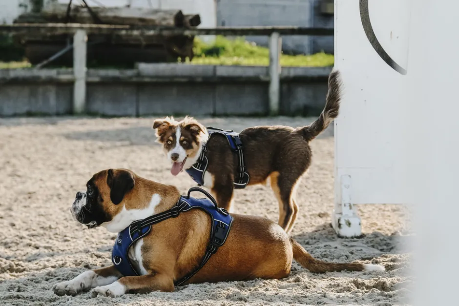 RIDING WORLD - Simba - Hundegeschirr