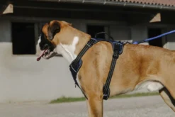 RIDING WORLD - Simba - Hundegeschirr
