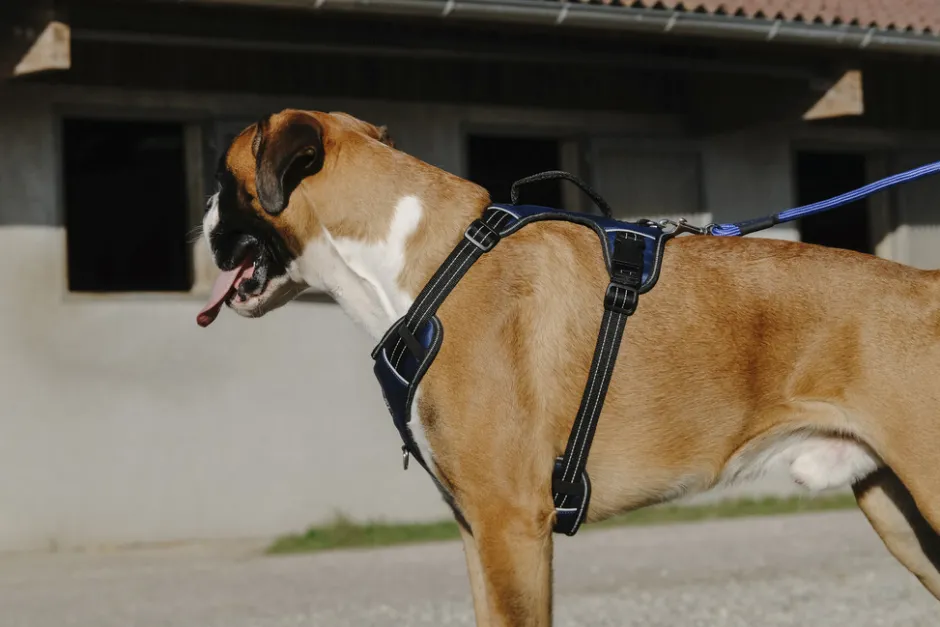 RIDING WORLD - Simba - Hundegeschirr