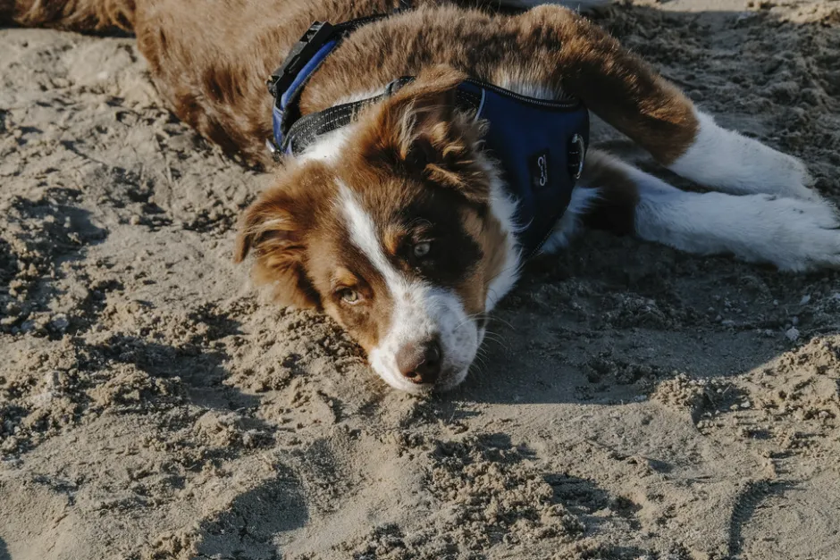 RIDING WORLD - Simba - Hundegeschirr
