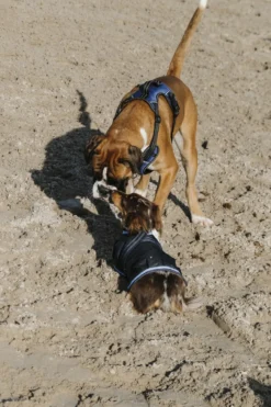 RIDING WORLD - Simba - Hundegeschirr