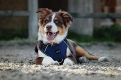 RIDING WORLD - Simba - Hundegeschirr
