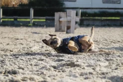 RIDING WORLD Fleecedecke für Hund