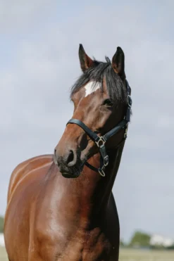 RIDING WORLD - Cushion - Nylonhalfter