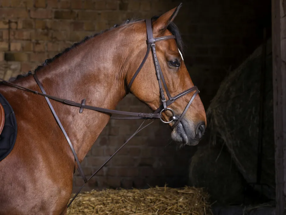 RIDING WORLD festes Martingal