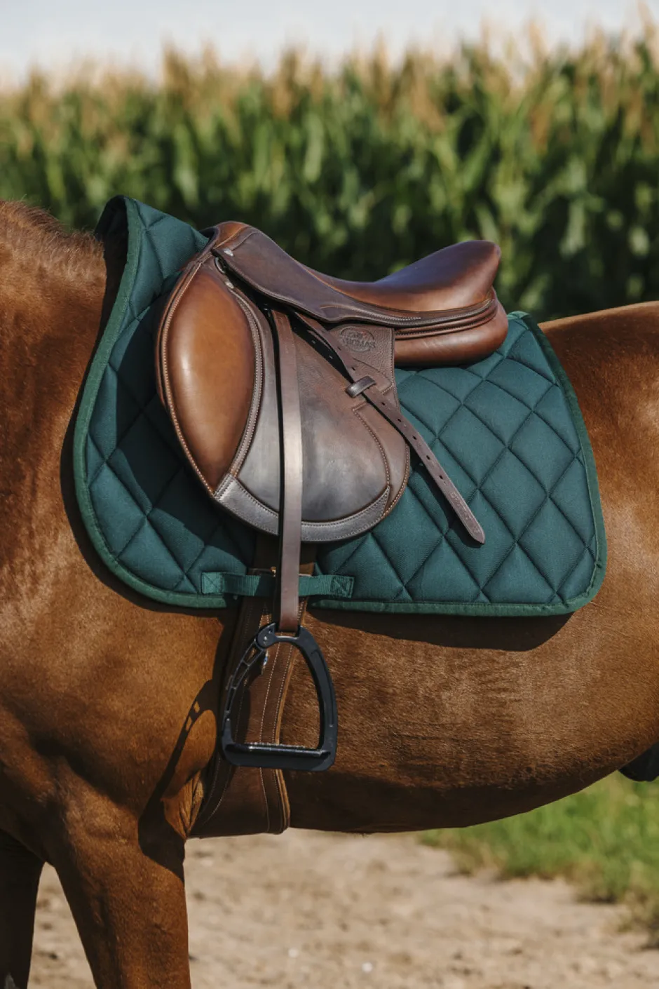 RIDING WORLD - School - Schabracken