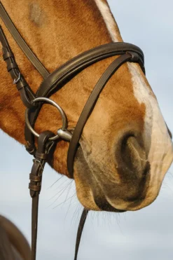 Riding World Trense mit gepolstertem kombinierten Nasenriemen