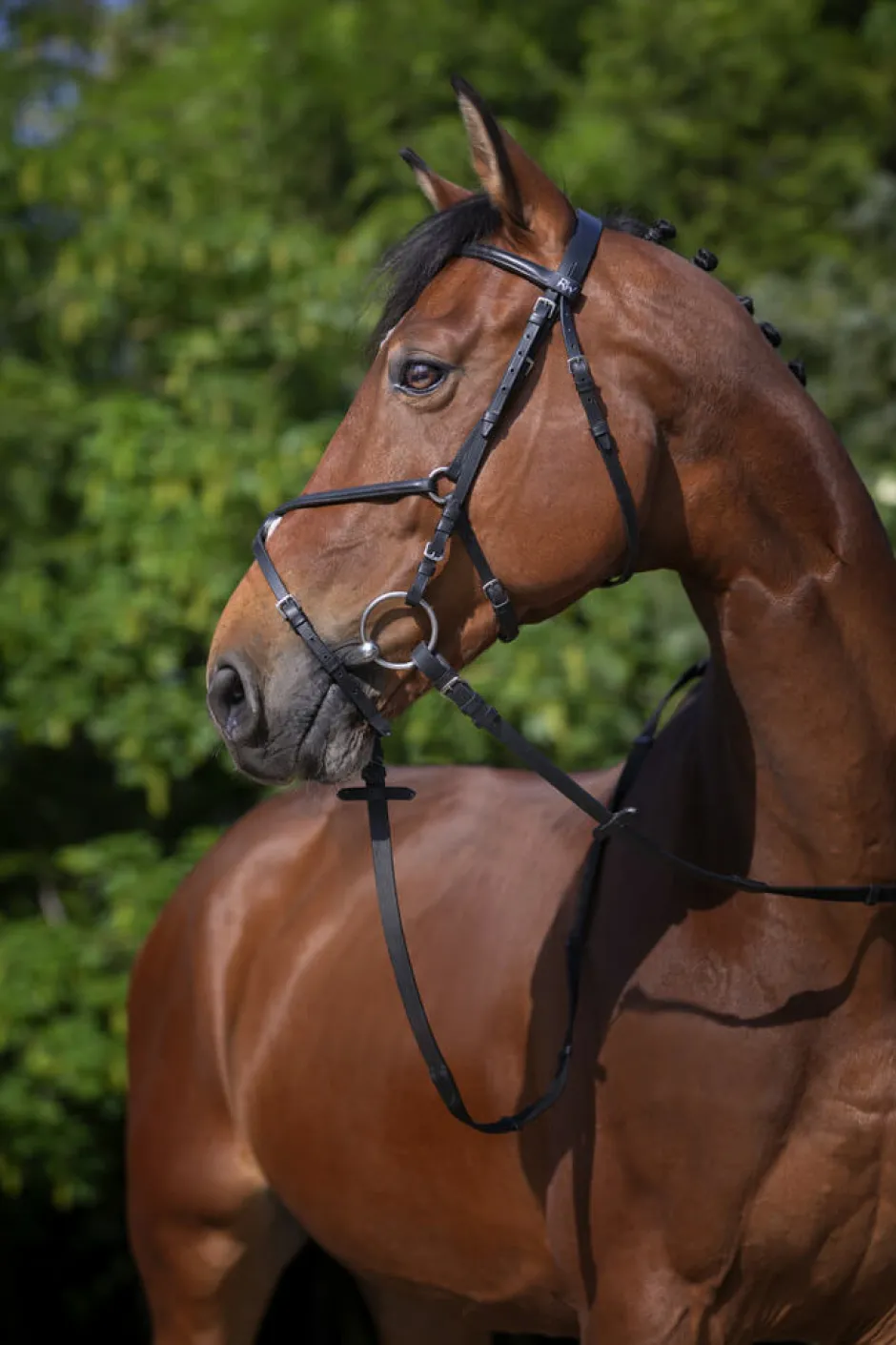 RIDING WORLD Trensenzaum mit mexikanischem Reithalfter