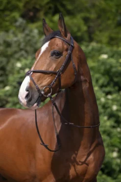 RIDING WORLD Trensenzaum mit mexikanischem Reithalfter