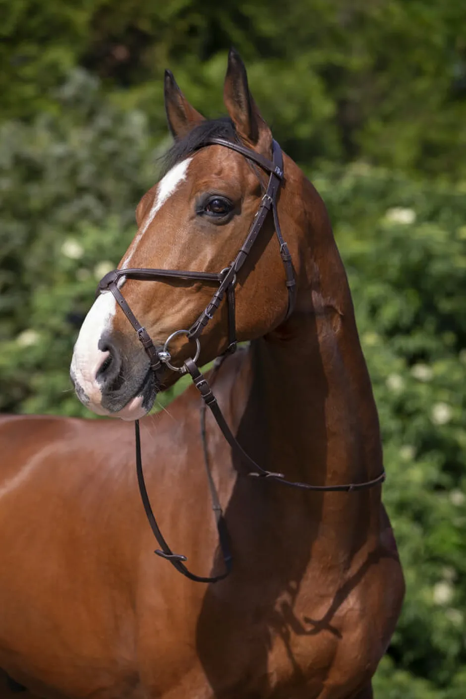 RIDING WORLD Trensenzaum mit mexikanischem Reithalfter