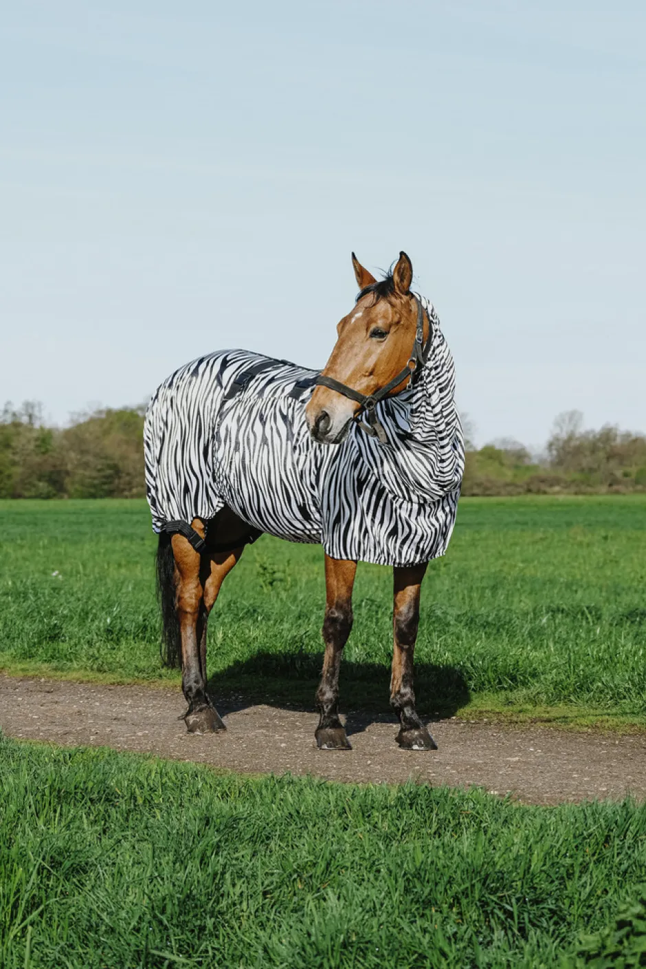 RIDING WORLD Zebra Anti-Ekzem-Decke