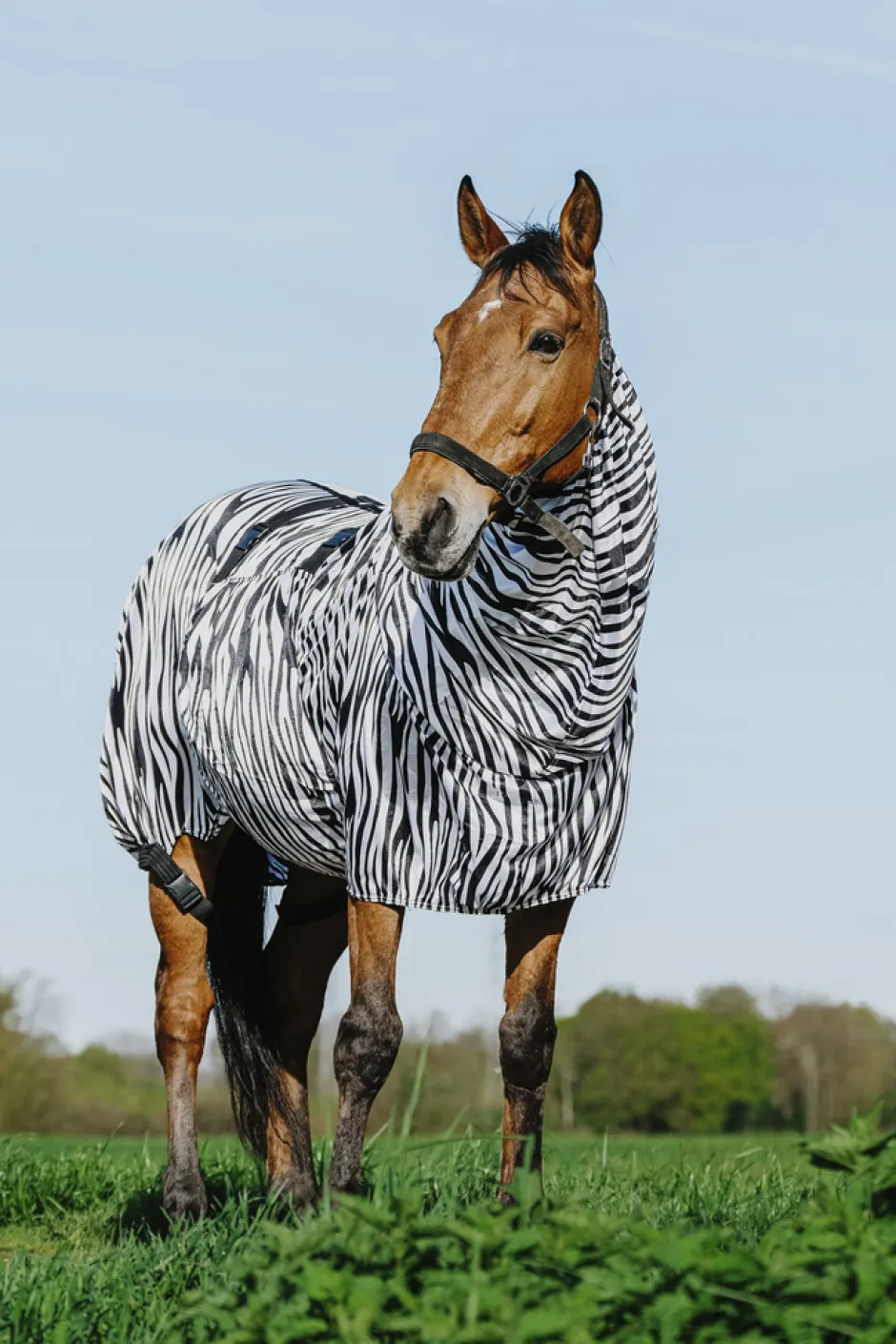 RIDING WORLD Zebra Anti-Ekzem-Decke