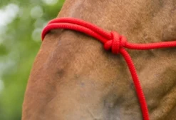 Strickhalfter „First“