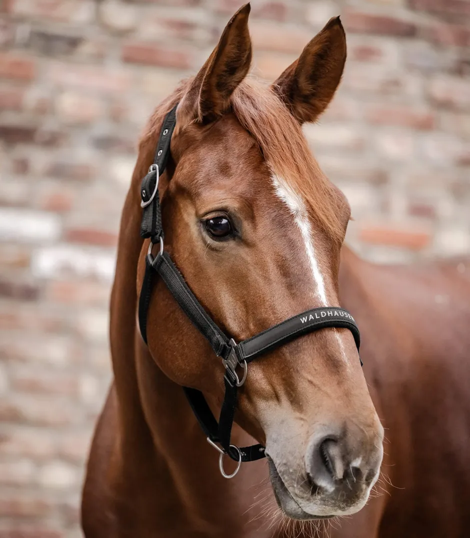 WALDHAUSEN Halfter Athletic