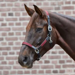 WALDHAUSEN STAR Halfter MIX