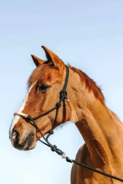 WESTRIDE Knotenhalfter - Western